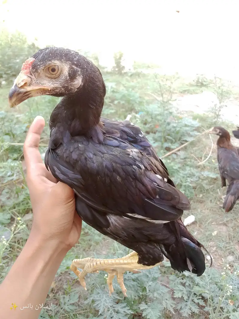 active aseel mianwali hens for sale in  jaranwala — photo 4