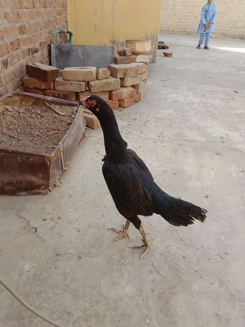 active aseel mianwali hens for sale in  jaranwala — photo 7