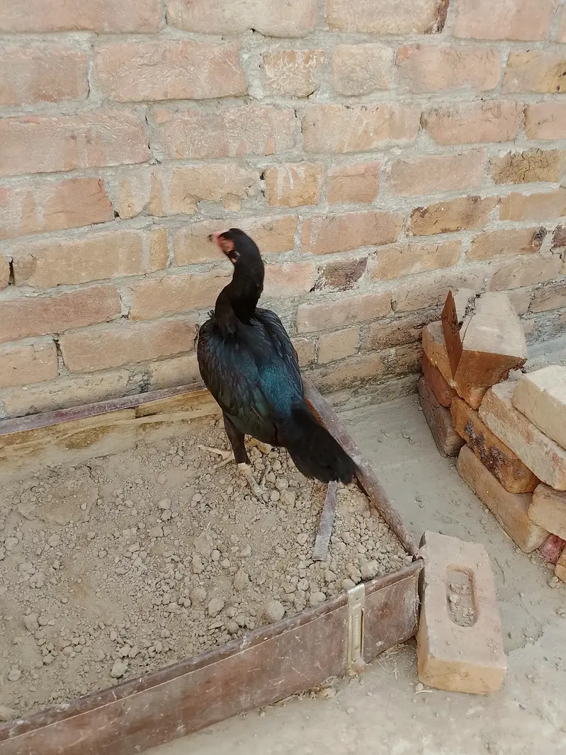 active aseel mianwali hens for sale in  jaranwala — photo 8