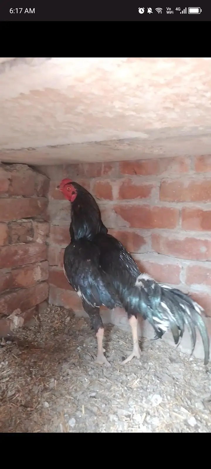 active aseel mianwali hens for sale in  jaranwala — photo 9