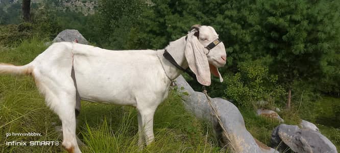 bakri for sale