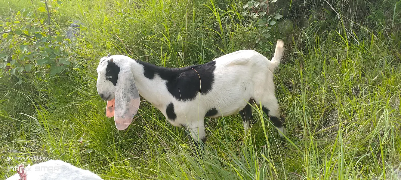 bakri for sale — photo 2