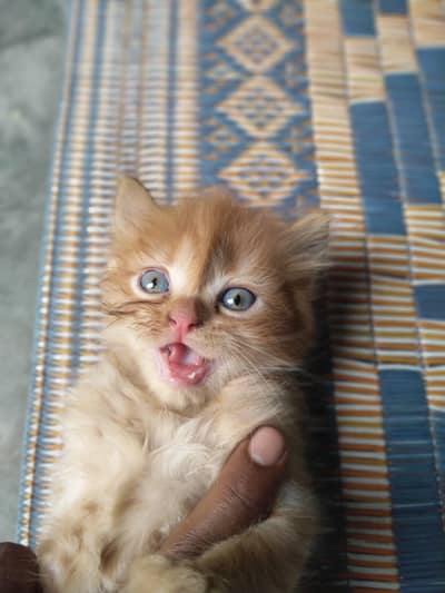Persian kittens for sale pair