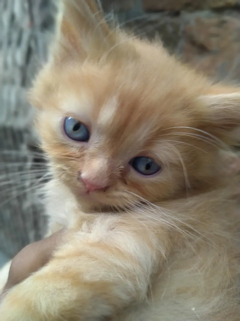 Persian kittens for sale pair — photo 2