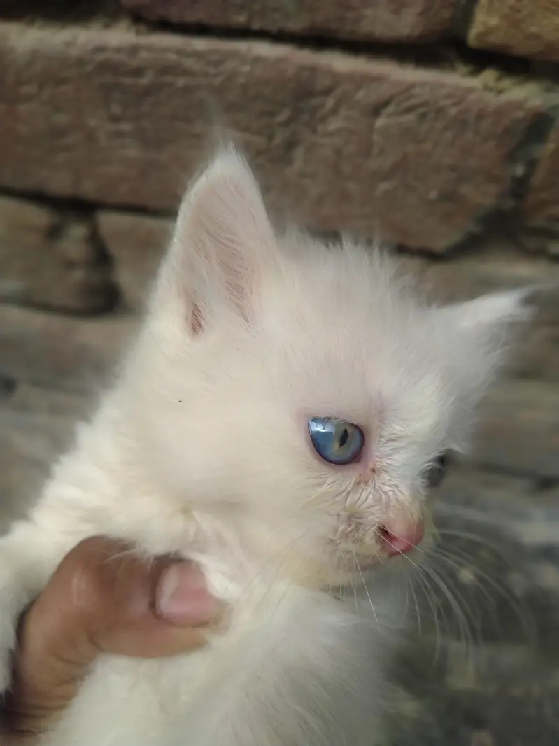 Persian kittens for sale pair — photo 3