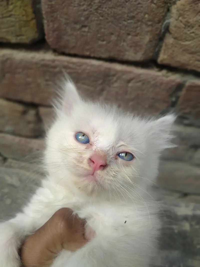 Persian kittens for sale pair — photo 4