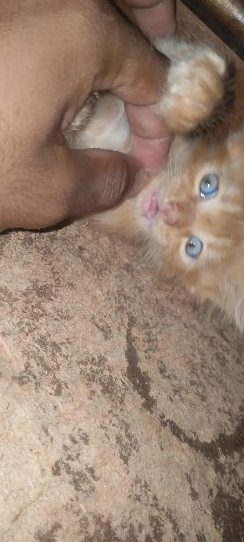 Persian kittens for sale pair — photo 5