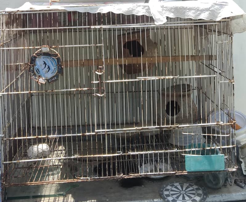 bird cage 0
