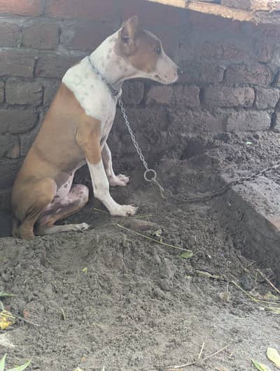 bully puppy have blood line