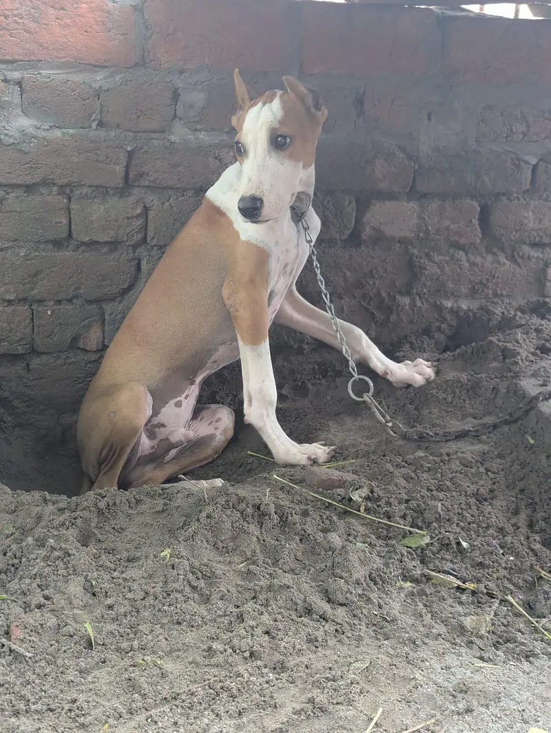 bully puppy have blood line — photo 2