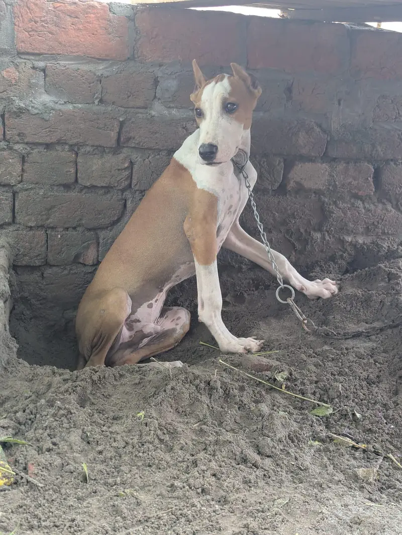 bully puppy have blood line — photo 3