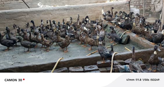 Khaki Campbell ducks