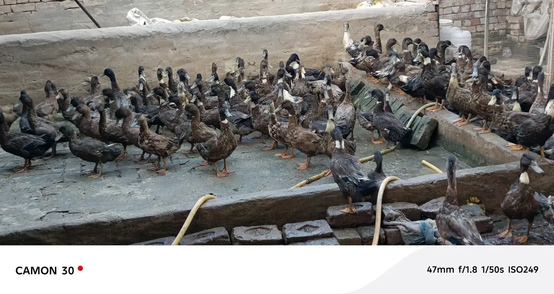 Khaki Campbell ducks