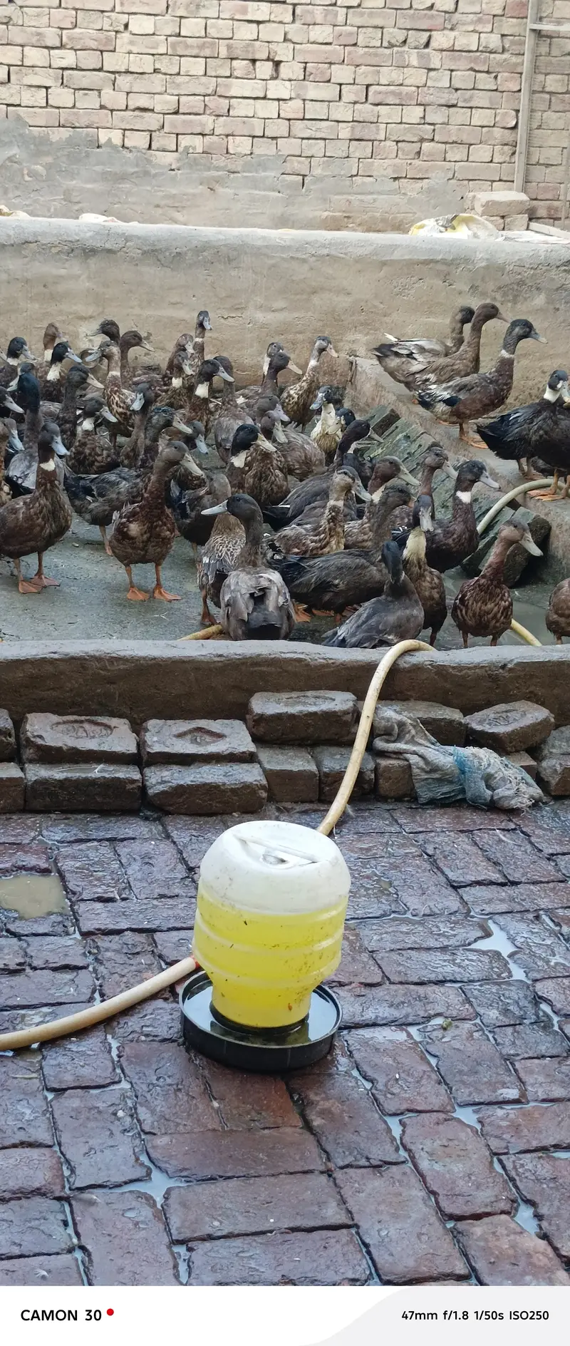 Khaki Campbell ducks — photo 2