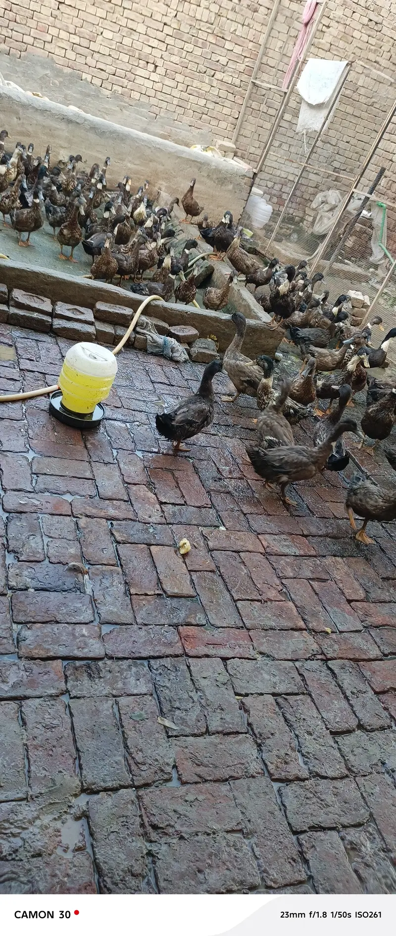 Khaki Campbell ducks — photo 3