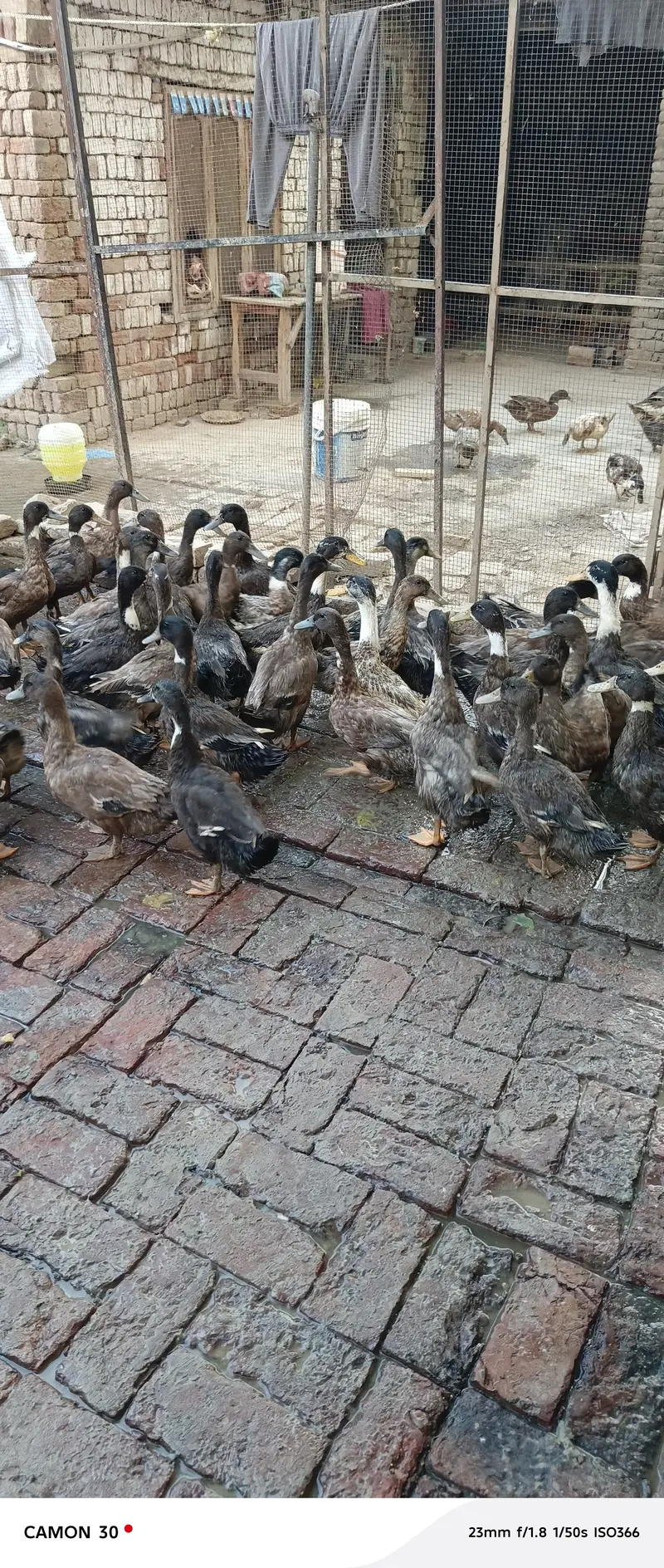 Khaki Campbell ducks — photo 4