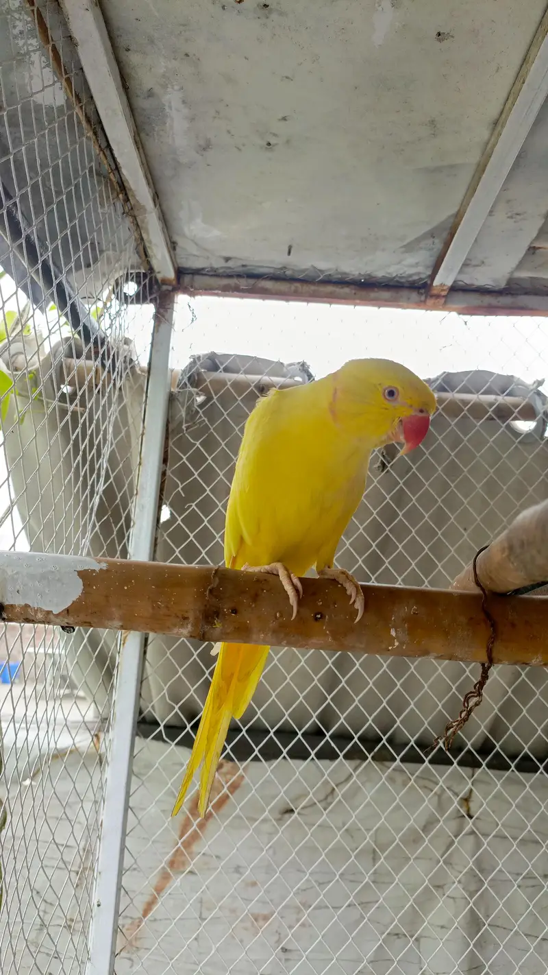 parrot