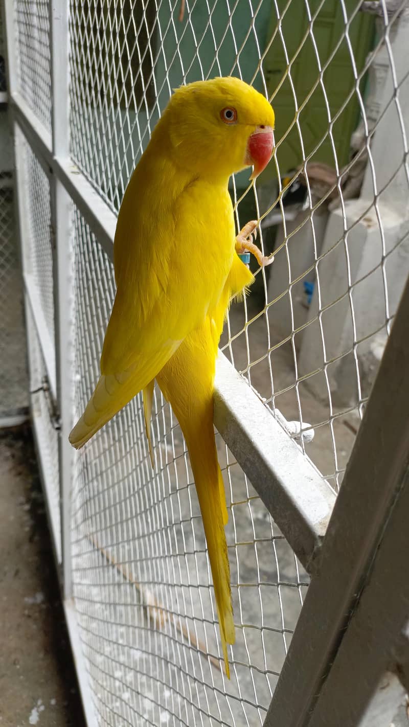 parrot 1