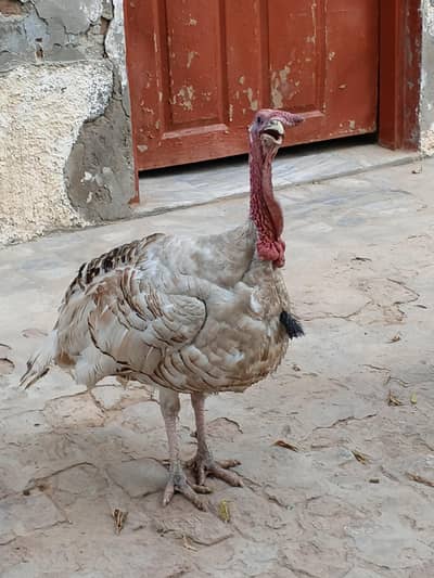 2 nar turkey