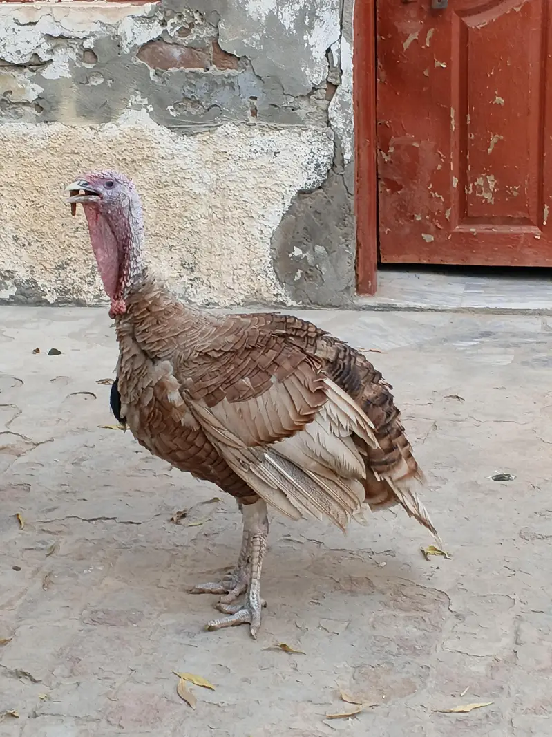 2 nar turkey — photo 2