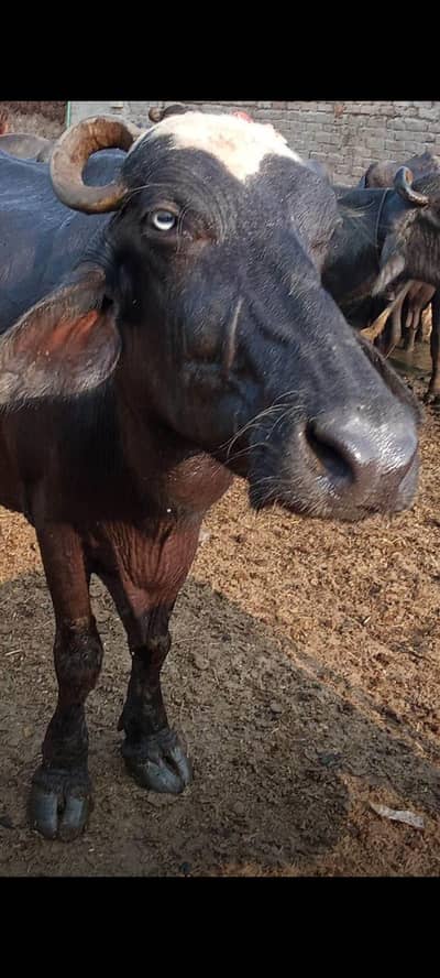 10 mah ki gabban bhens bhains jhoti 03024003191