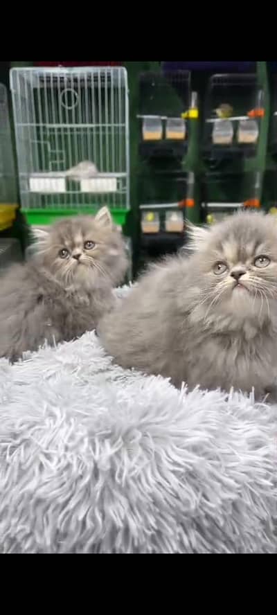 Quality Persian Punch Face cat &kittens 03476305771 WhatsApp