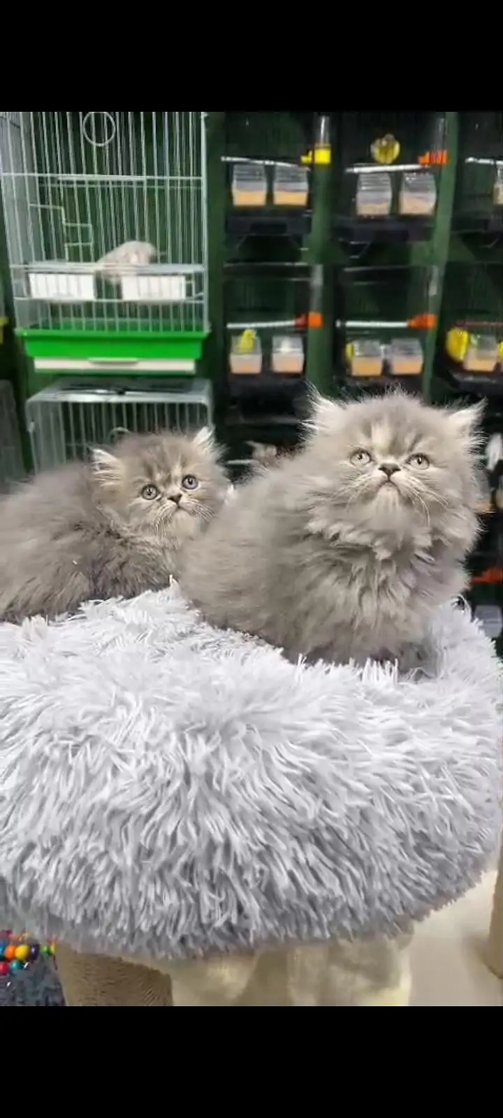 Quality Persian Punch Face cat &kittens 03476305771 WhatsApp — photo 2