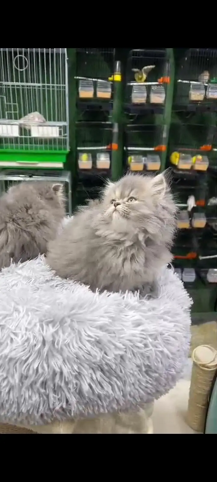 Quality Persian Punch Face cat &kittens 03476305771 WhatsApp — photo 3