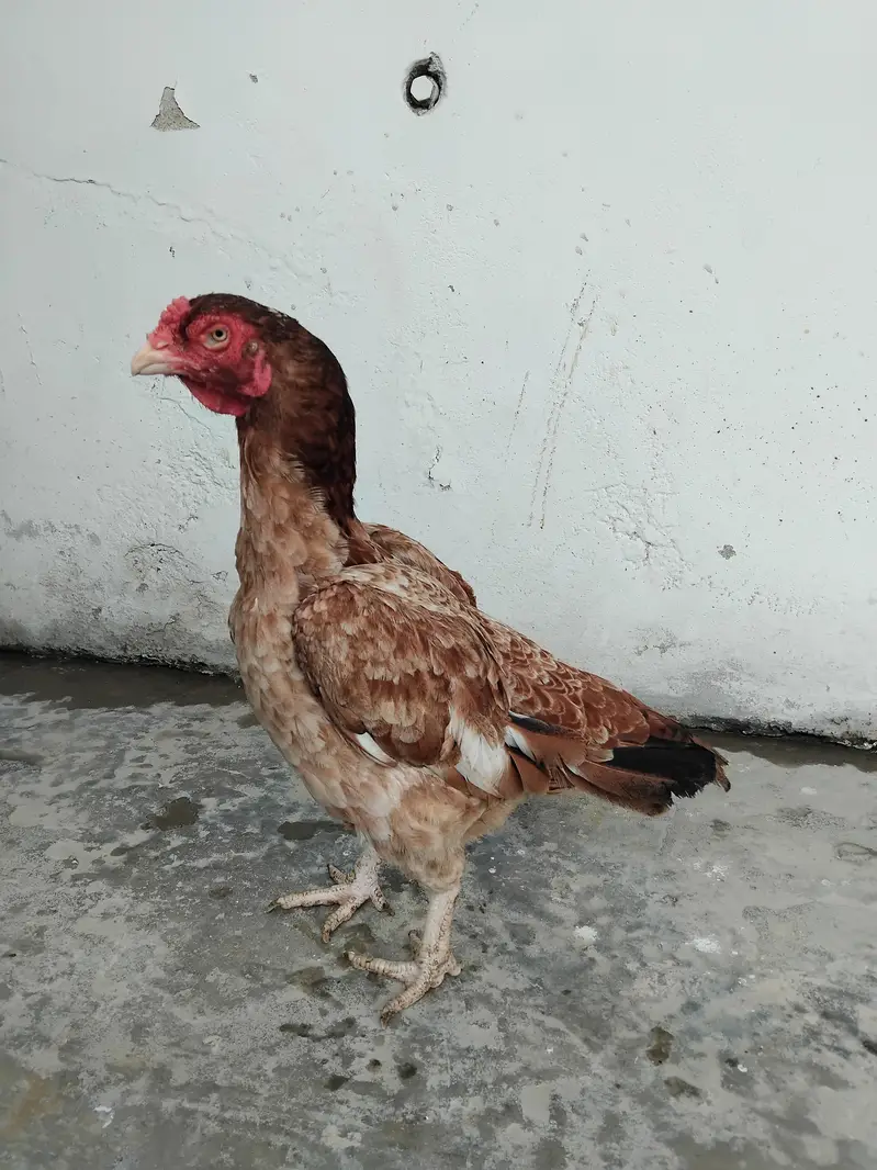 pure miawali madi or jawa murga — photo 2