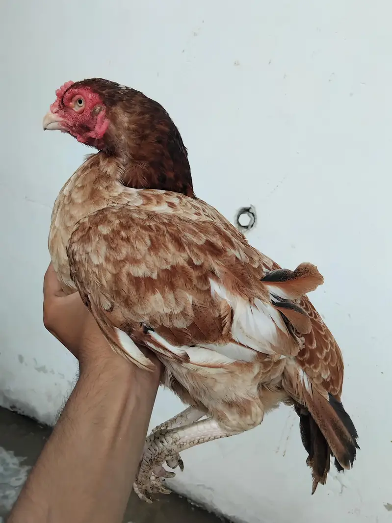 pure miawali madi or jawa murga — photo 3