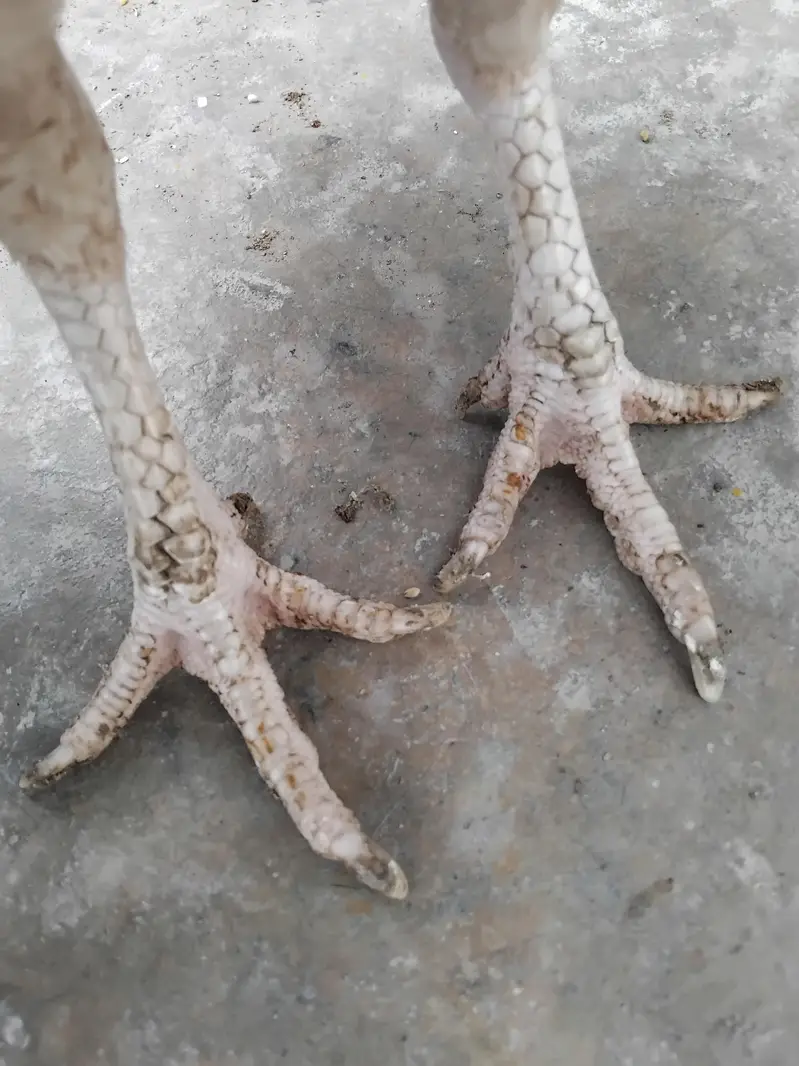 pure miawali madi or jawa murga — photo 4