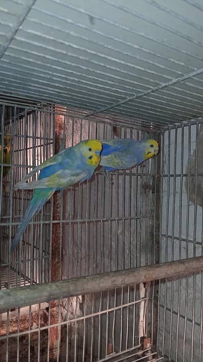 Rainbow breeder pair,s