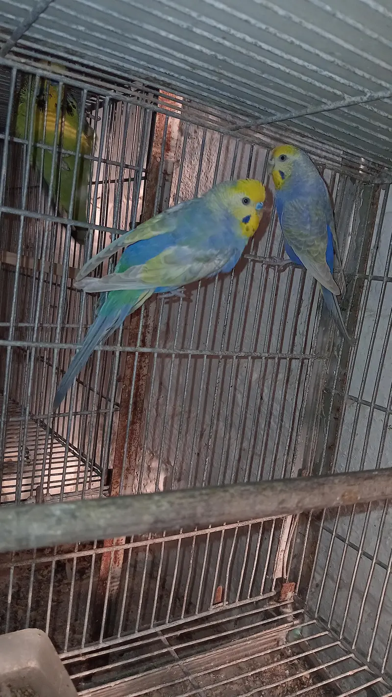 Rainbow breeder pair,s — photo 2