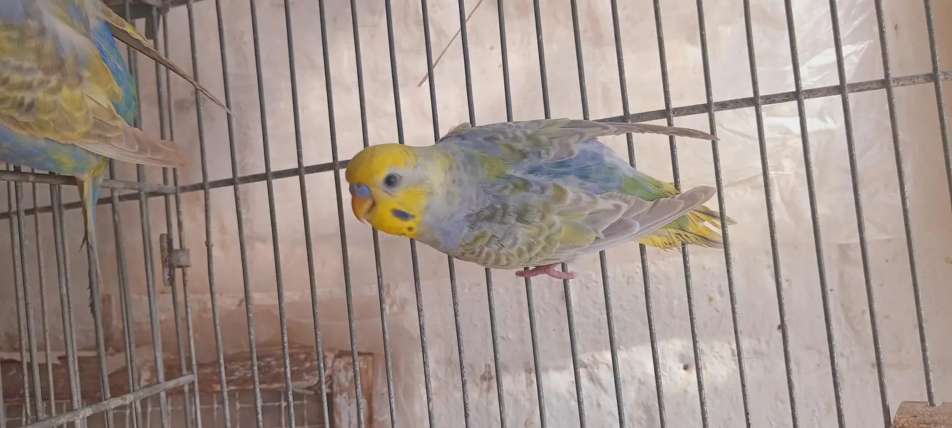 Rainbow breeder pair,s — photo 3