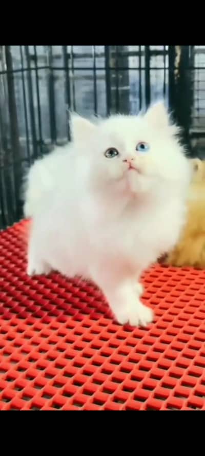 Quality Persian Punch Face cat &kittens 03476305771 WhatsApp