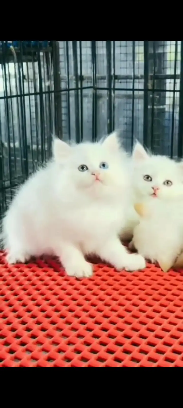 Quality Persian Punch Face cat &kittens 03476305771 WhatsApp — photo 2