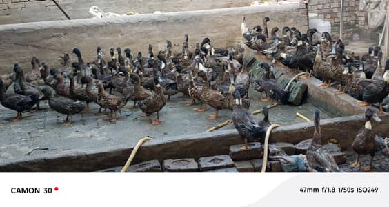 khaki Campbell ducks