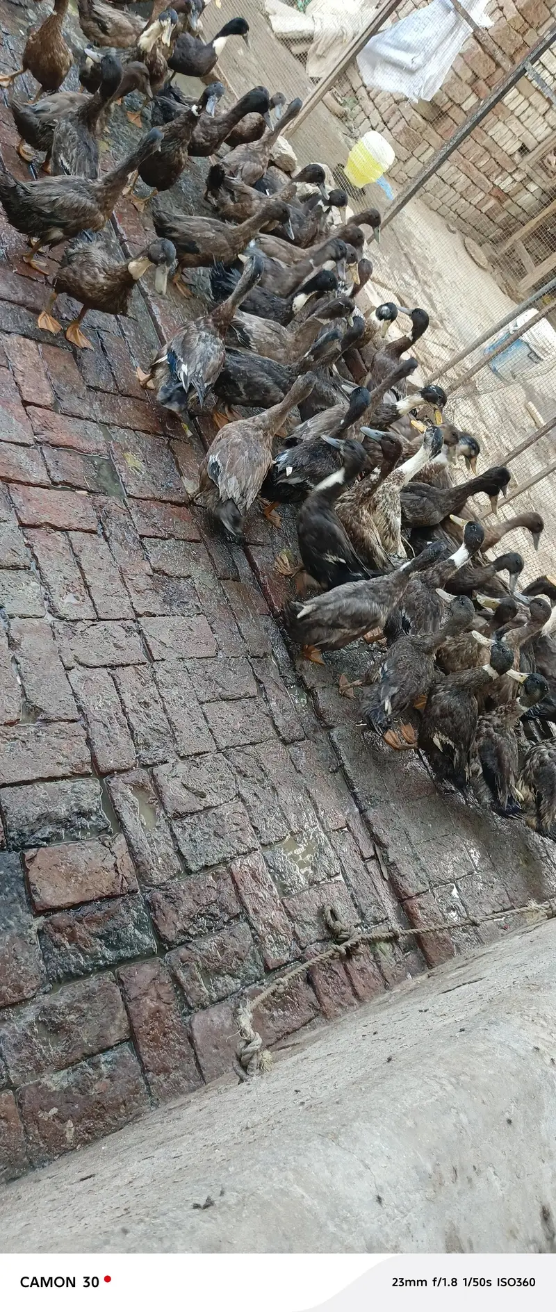 khaki Campbell ducks — photo 4