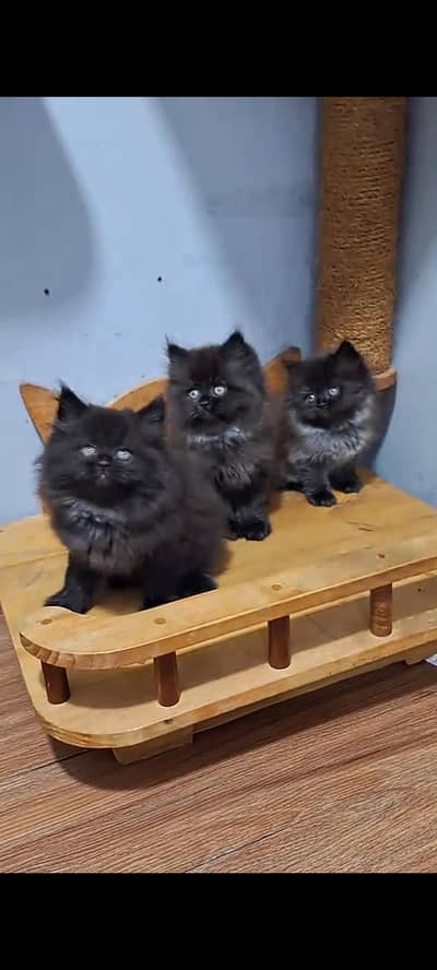 Quality Persian Punch Face cat &kittens 03476305771 WhatsApp