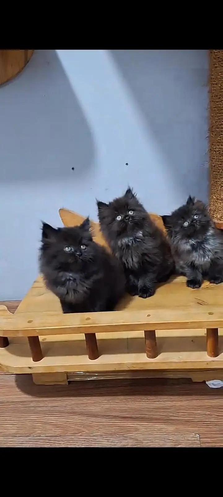Quality Persian Punch Face cat &kittens 03476305771 WhatsApp — photo 2