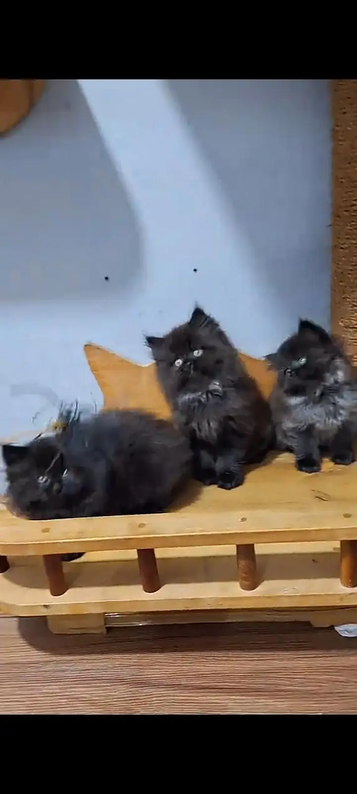 Quality Persian Punch Face cat &kittens 03476305771 WhatsApp — photo 3