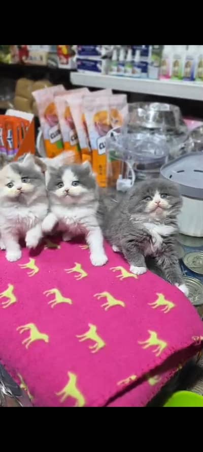 Quality Persian Punch Face cat &kittens 03476305771 WhatsApp