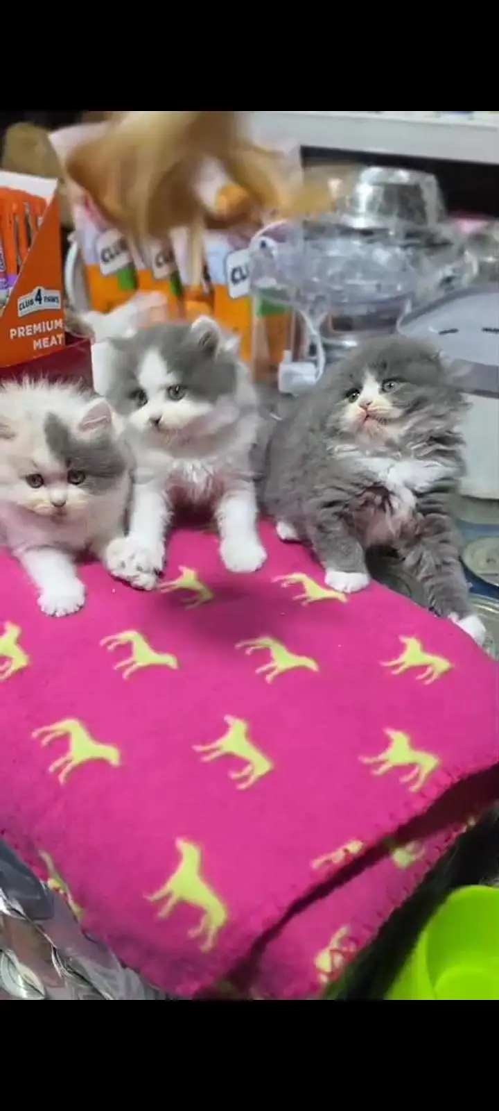 Quality Persian Punch Face cat &kittens 03476305771 WhatsApp — photo 2