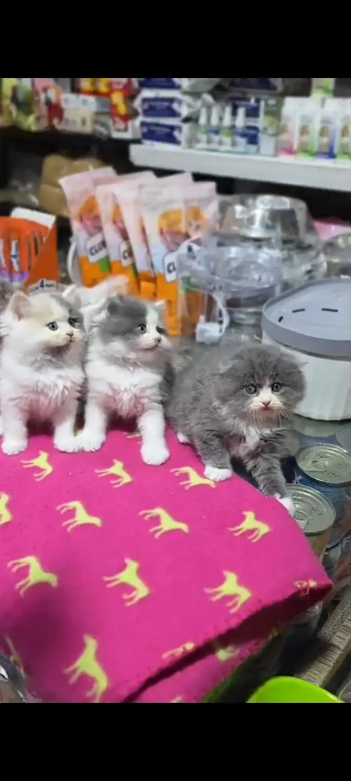 Quality Persian Punch Face cat &kittens 03476305771 WhatsApp — photo 3