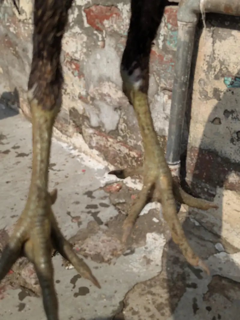 Burmi+pakoye+drummer — photo 7