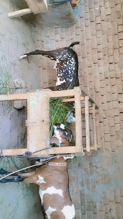 2 piuer dasi phuth our bakra
