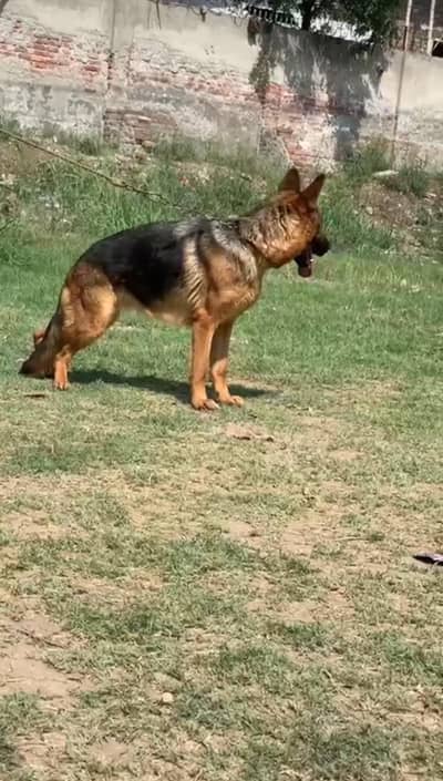 German Shepherd stock hair female