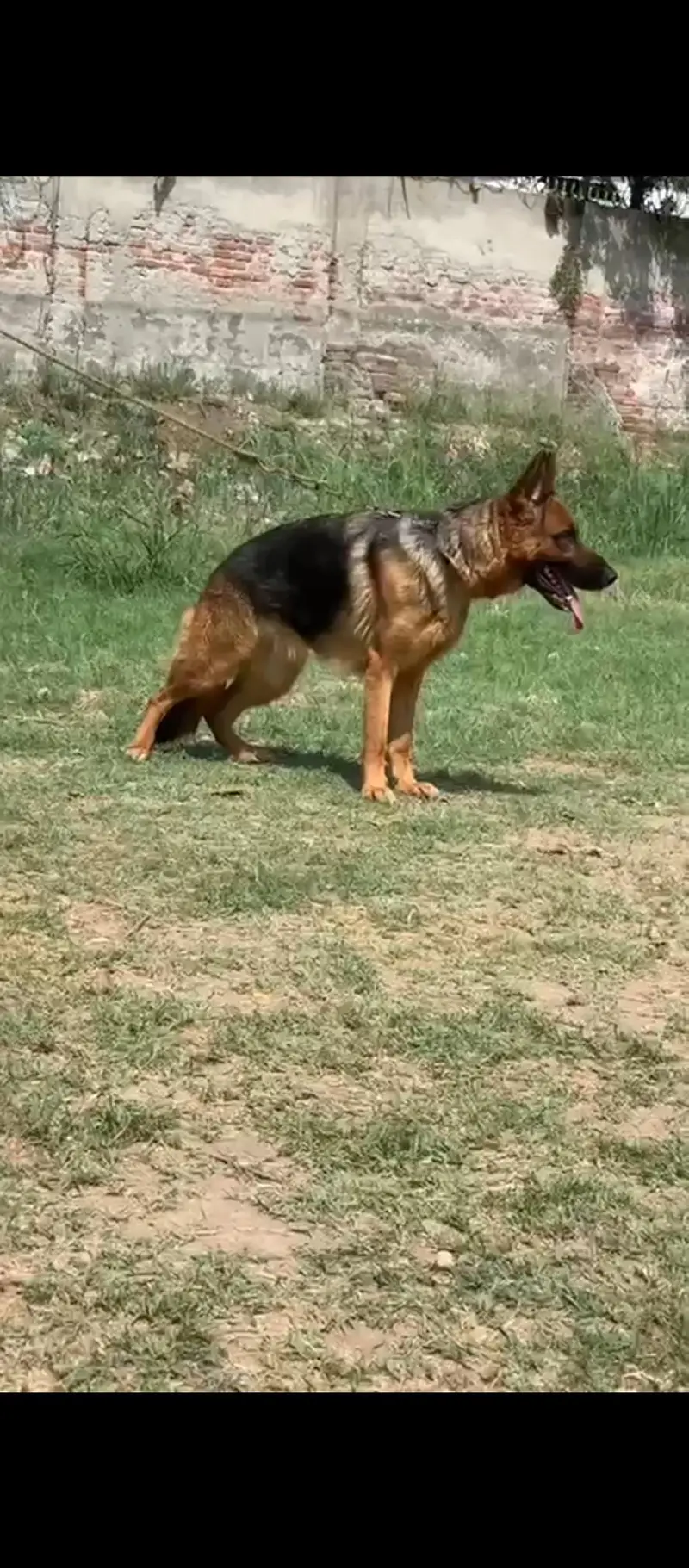 German Shepherd stock hair female — photo 2