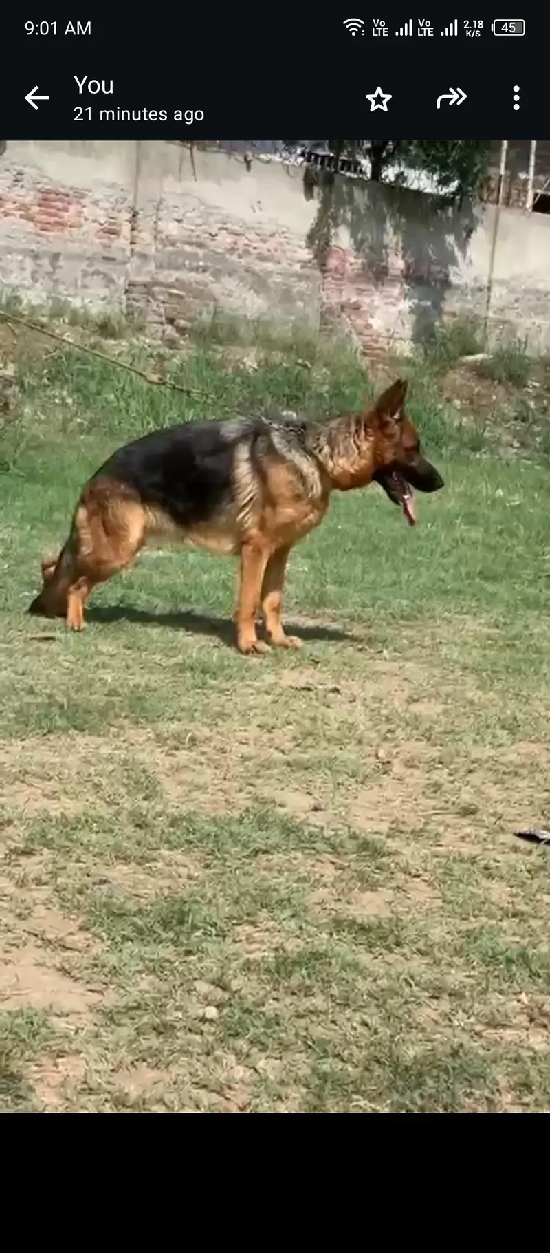 German Shepherd stock hair female — photo 3