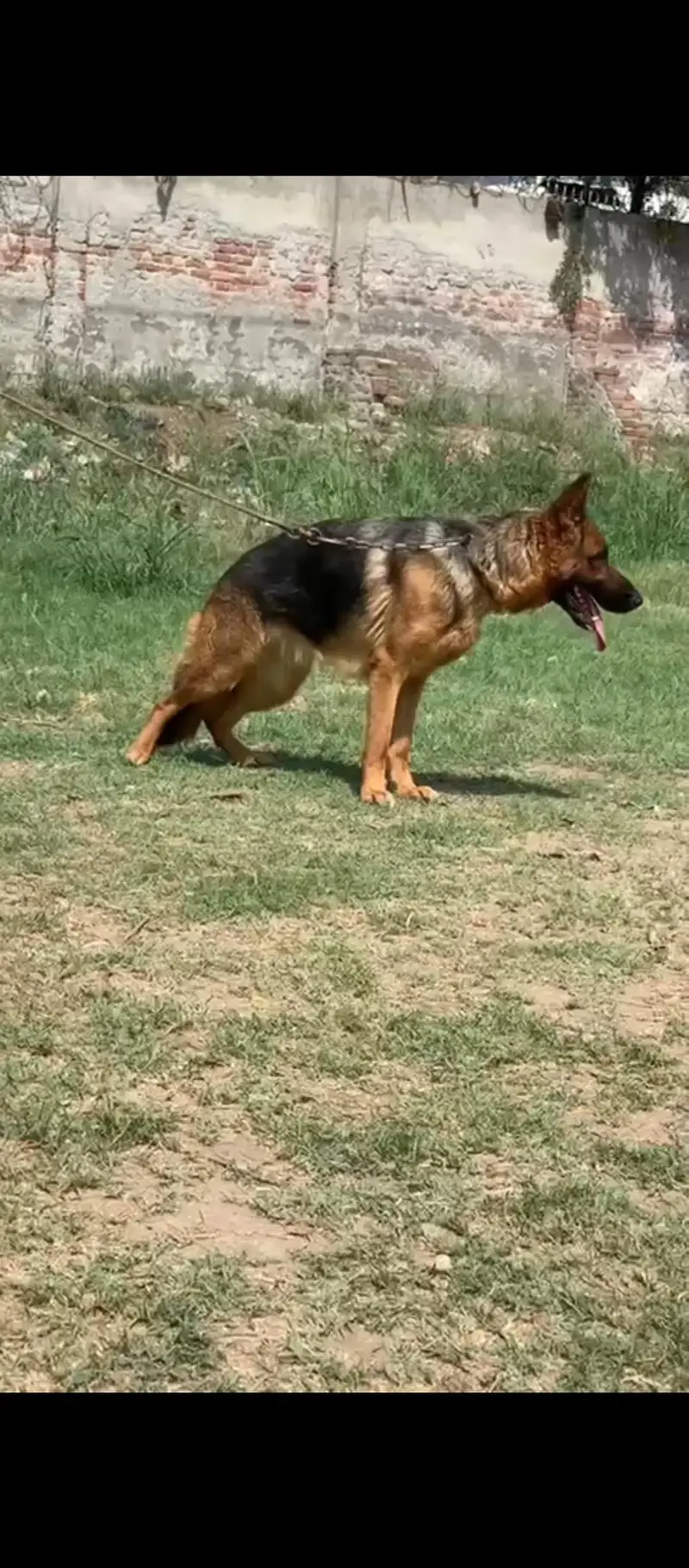 German Shepherd stock hair female — photo 4